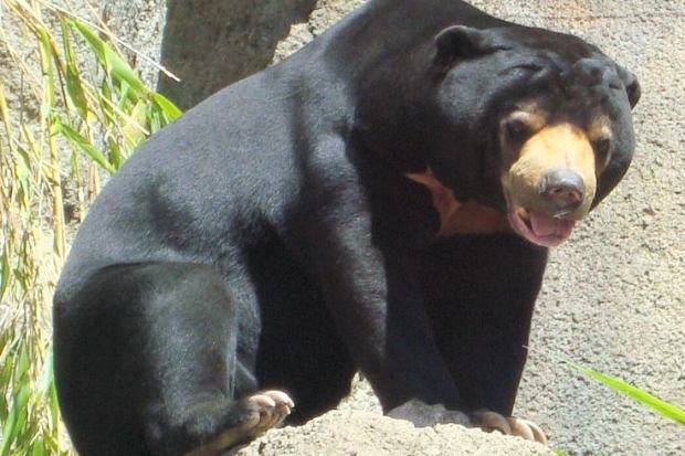 beruang madu dengan bulu hitam dan dada bercorak terang
